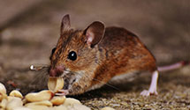 24 Hour & Emergency Exterminators in Oak Hills, CA